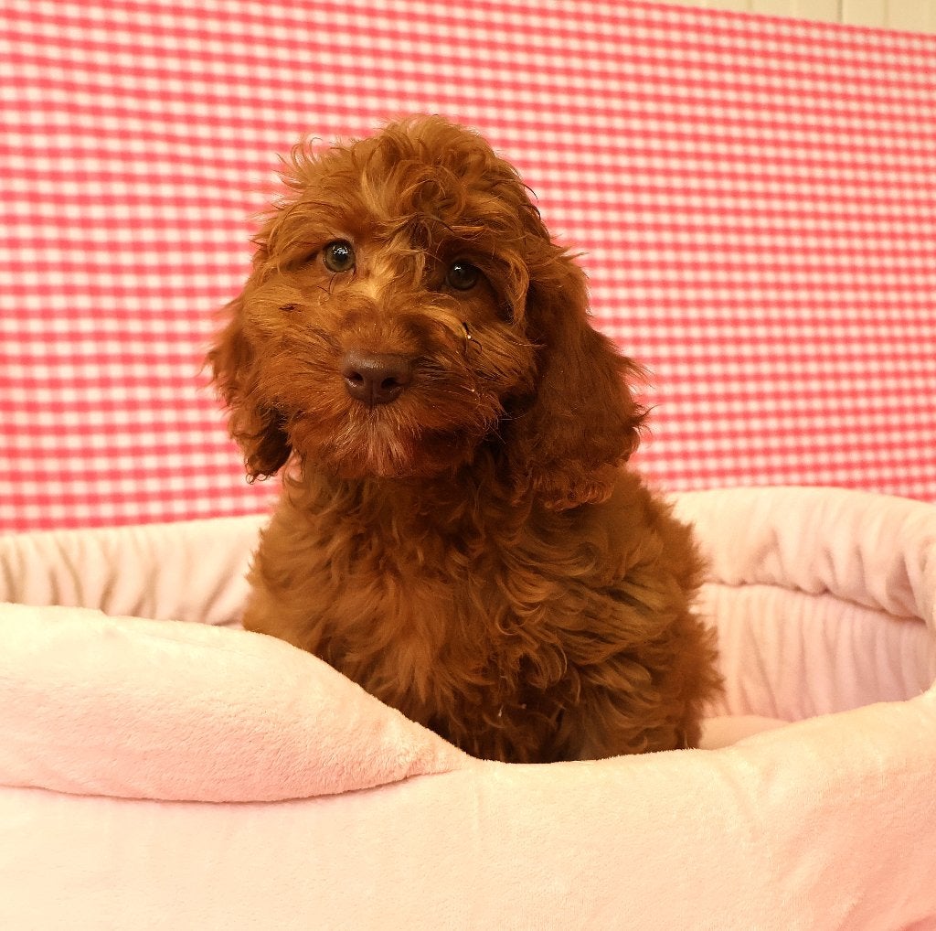 Des chiots Cockapoo super sympas !, 15 semaines à 1 an, Étranger, Hépatite contagieuse (maladie de Rubarth), Plusieurs animaux