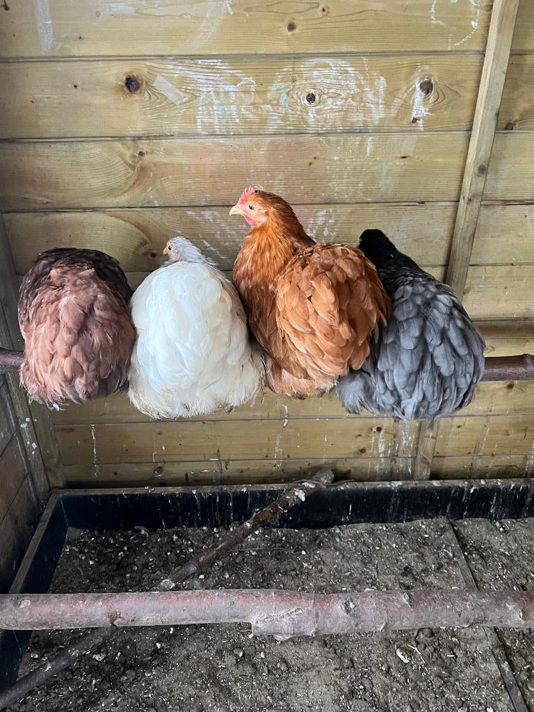 Broedeitjes van Cochin kriel te koop!, Sexe inconnu, Poule ou poulet