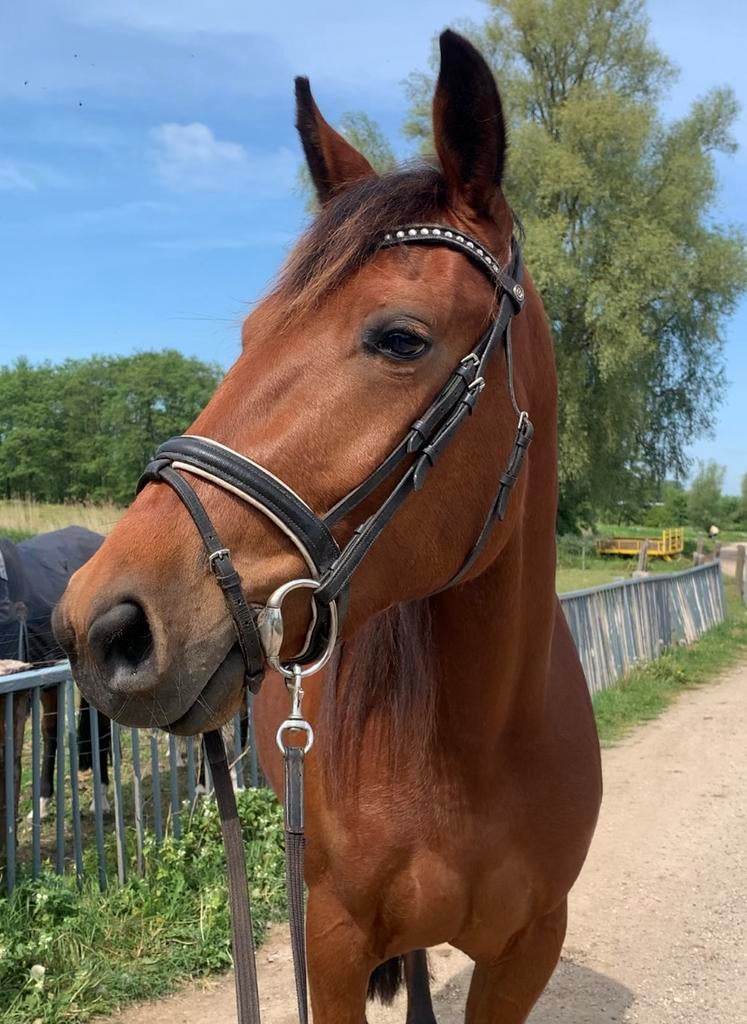 De allerliefste knappe bomproof jonge dame!!, Dieren en Toebehoren, Paarden, Merrie, Met stamboom, Zadelmak, 3 tot 6 jaar