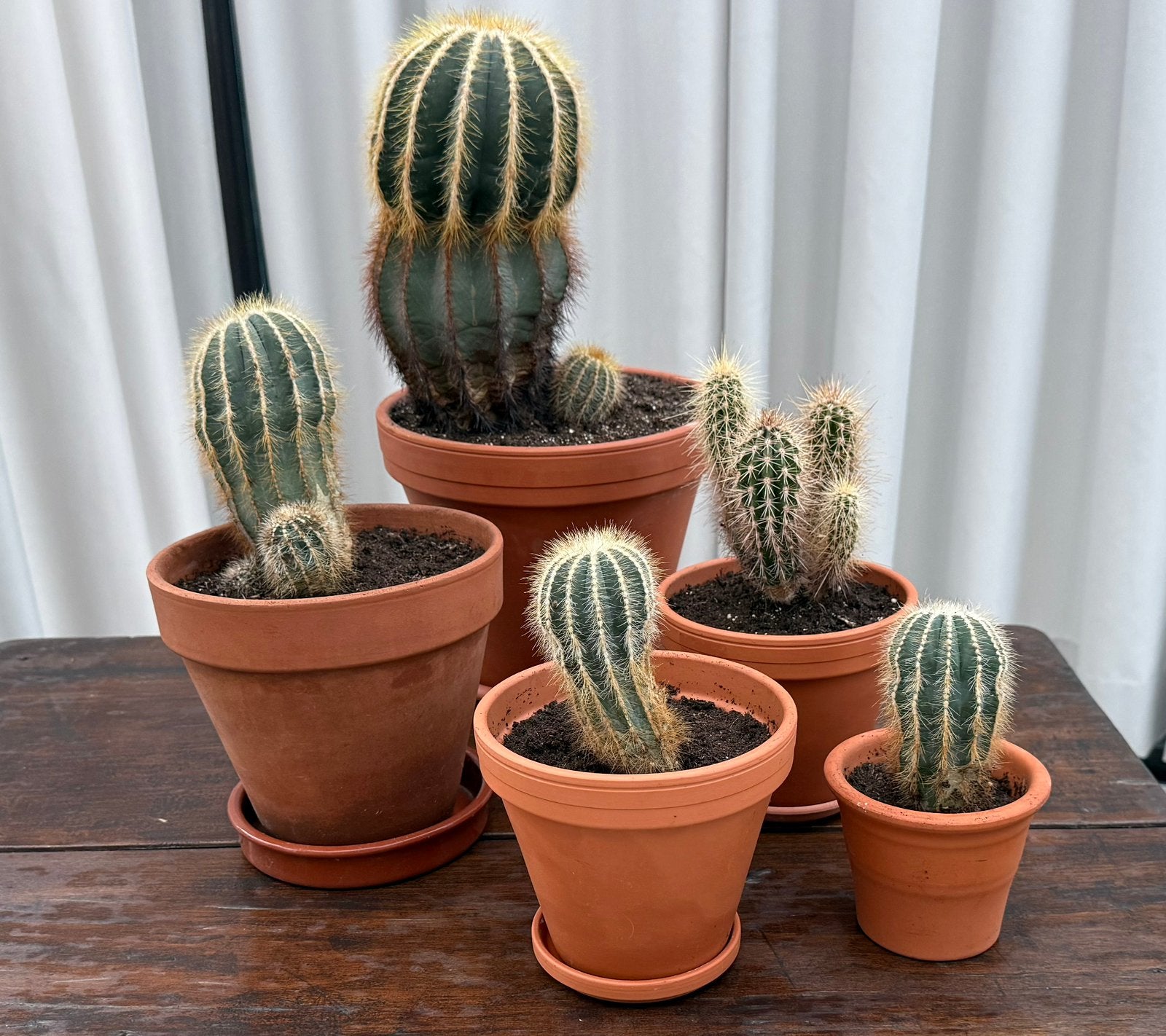 Cactussen 5 stuks, Huis en Inrichting, Ophalen