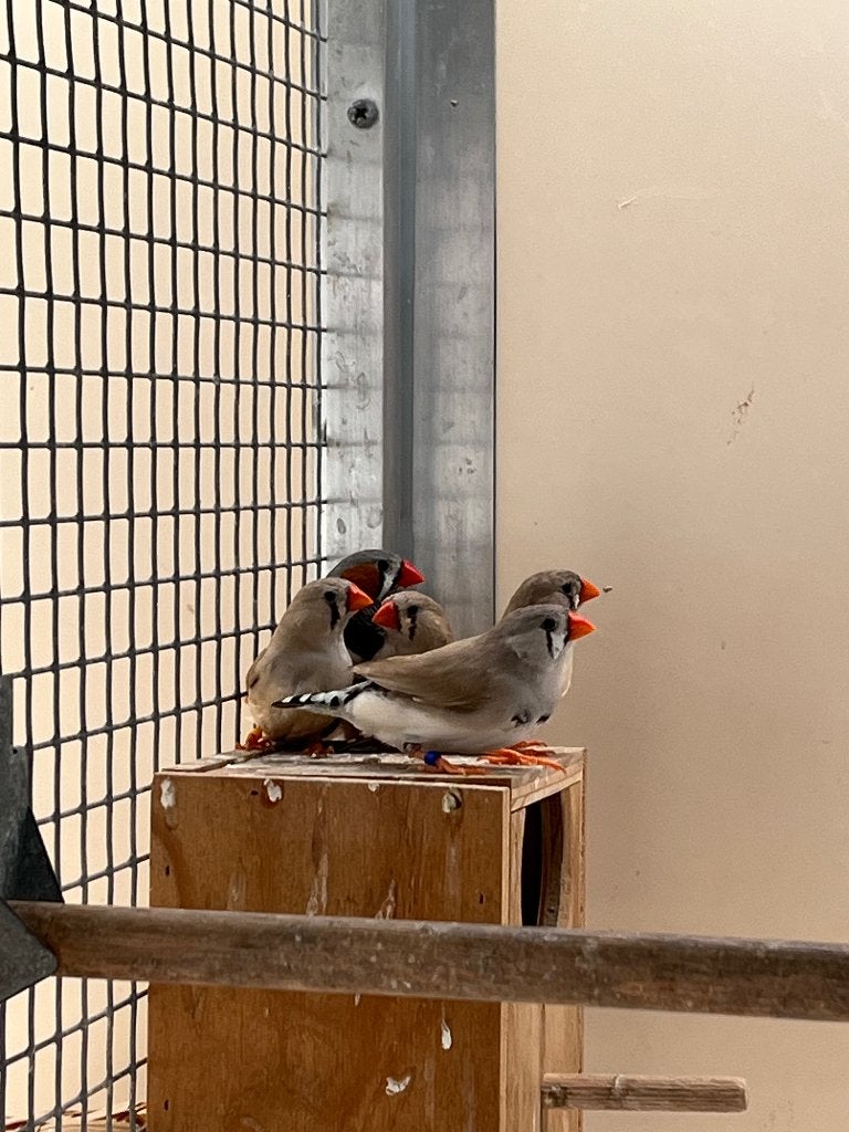 Jonge zebravinken, Dieren en Toebehoren, Vogels | Overige Vogels, Vrouwelijk, Tropenvogel
