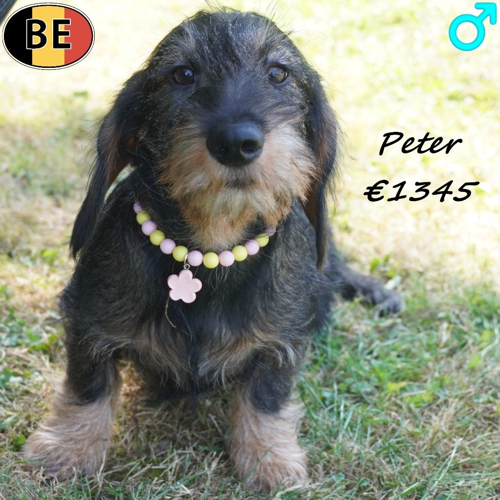 Pickle & Peter, Ruwharige Teckel reutjes te koop (Belgisch), Dieren en Toebehoren, Honden | Teckels en Dashonden, België, 15 weken tot 1 jaar