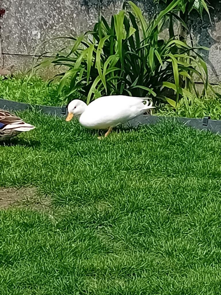 Witte  hollandse kwaker man, Dieren en Toebehoren, Pluimvee, Mannelijk, Eend