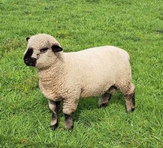 Schapen schren, Dieren en Toebehoren, Schapen, Geiten en Varkens, Schaap