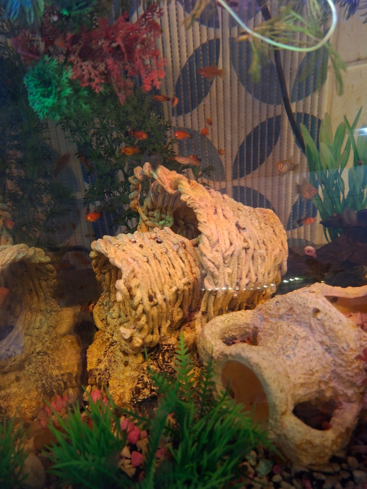 +-15 jongen platys en 6 a 7  jongen zwaarddragers