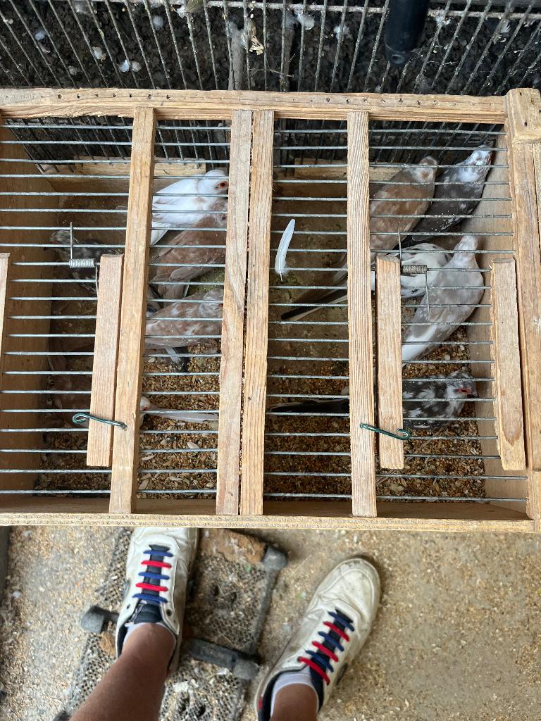 Zebravinken, Dieren en Toebehoren, Vogels | Kanaries, Meerdere dieren