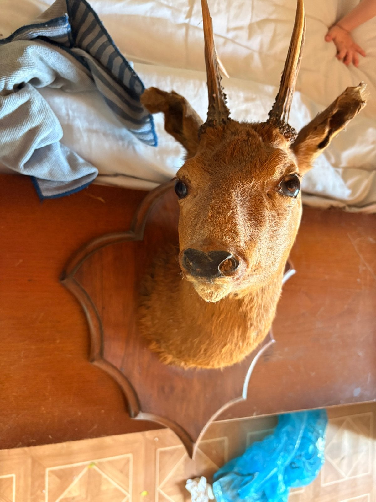 Taxidermie chevreuil, Enlèvement, Utilisé