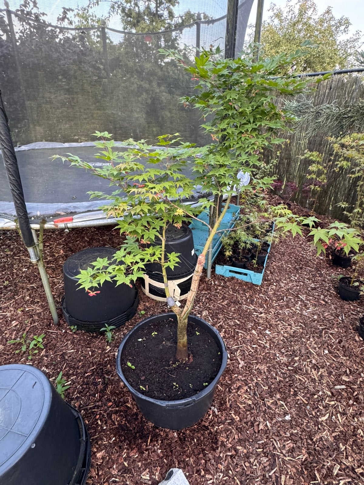 Japanse esdoorn “ acer palmatum “osakazuki”, Tuin en Terras, Halfschaduw, Overige soorten, Lente, 100 tot 250 cm