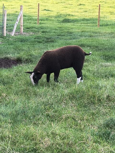 Zwartbles ooi, Vrouwelijk, Schaap, 0 tot 2 jaar