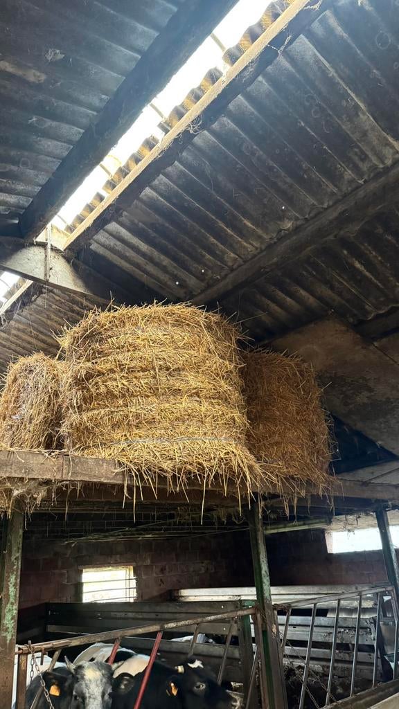 DROGE STRO TARWE WEST VLAANDEREN, Dieren en Toebehoren, Dierenvoeding, Overige soorten, Ophalen