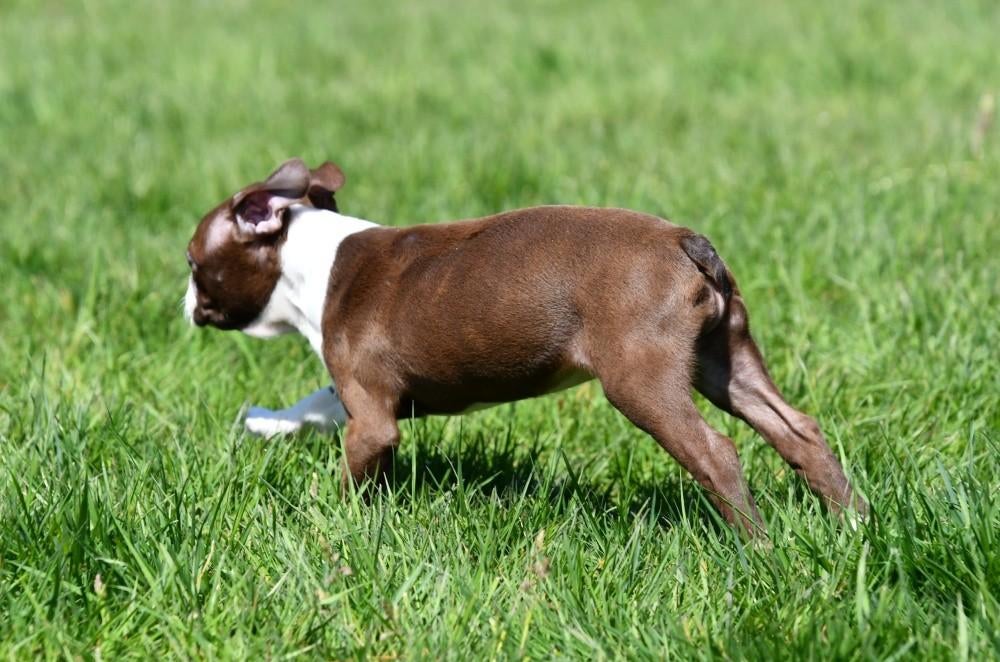 Boston Terriër pups te koop, 15 weken tot 1 jaar, Buitenland, Parvo, Eén hond