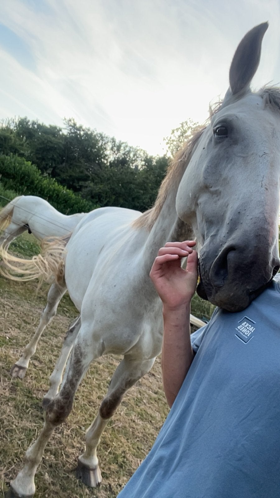 Gezelschapspaardje, Dieren en Toebehoren, Paarden, Ruin