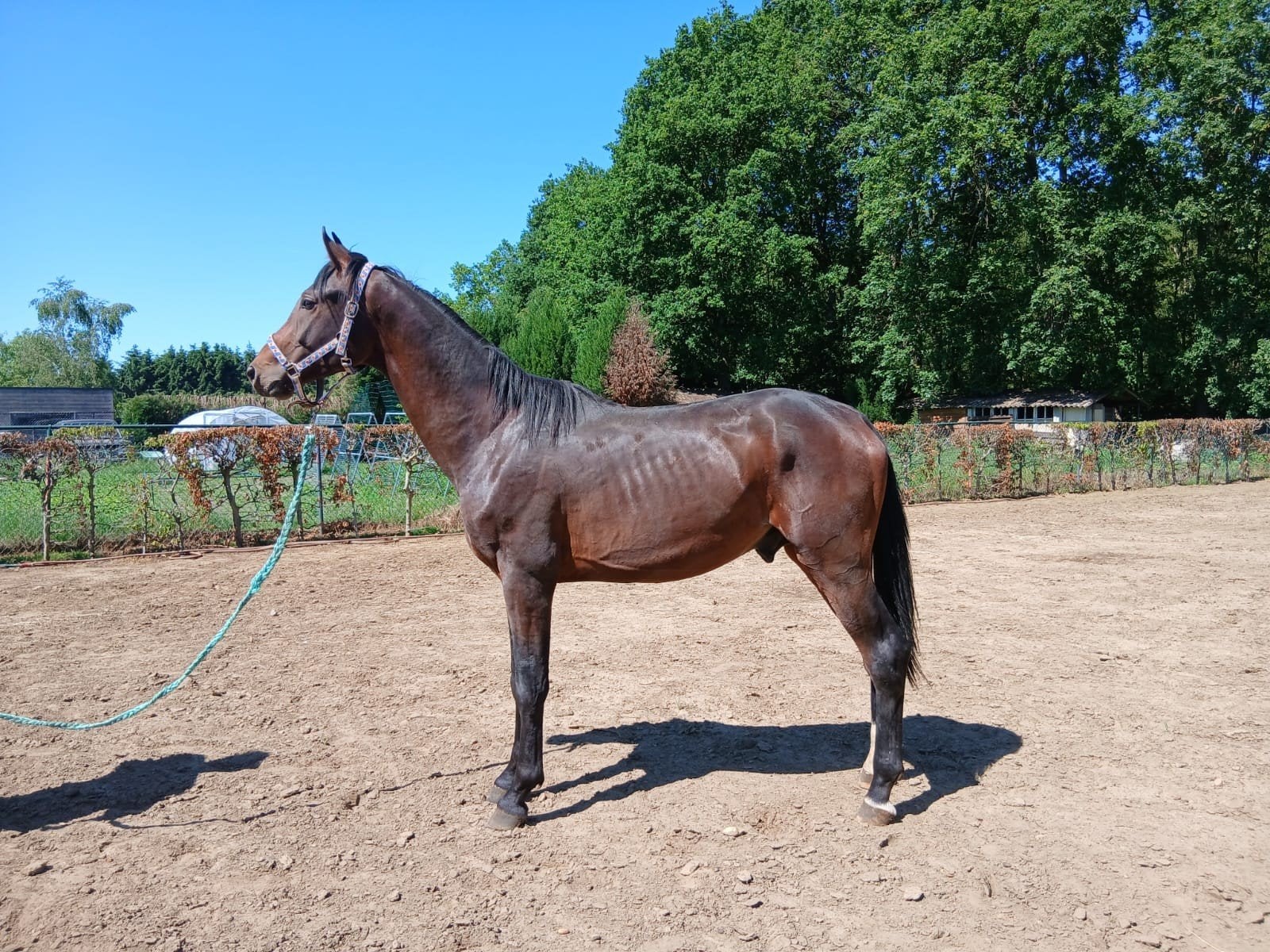 2 jarige hengst, Dieren en Toebehoren, Paarden, Hengst