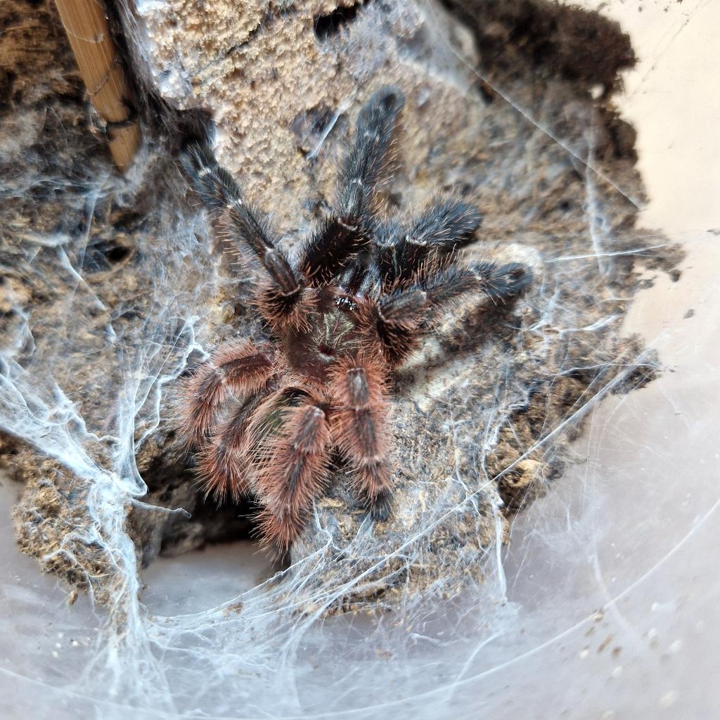 Psalmopoeus victori vrouw