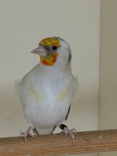 Agaat of Eumo pop ?, Femelle, Oiseau chanteur sauvage, Bagué