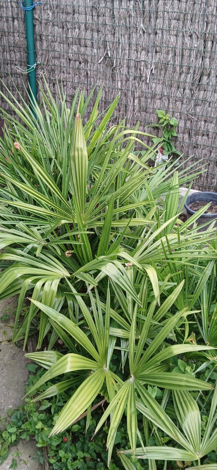 Trachycarpus Fortunei palmbomen, Tuin en Terras, Planten | Tuinplanten, Ophalen