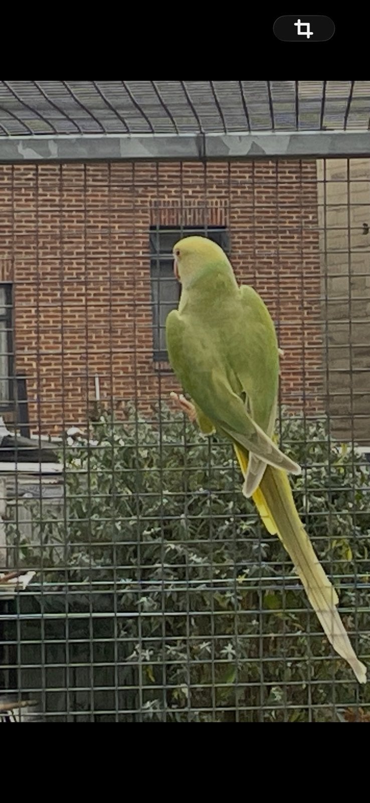 Halsbandparkiet, Dieren en Toebehoren, Vrouwelijk, Parkiet, Geringd