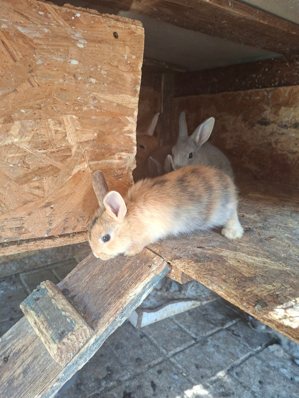 Babydwergkonijn lees de beschrijving, Dieren en Toebehoren, Meerdere dieren, Dwerg, 0 tot 2 jaar