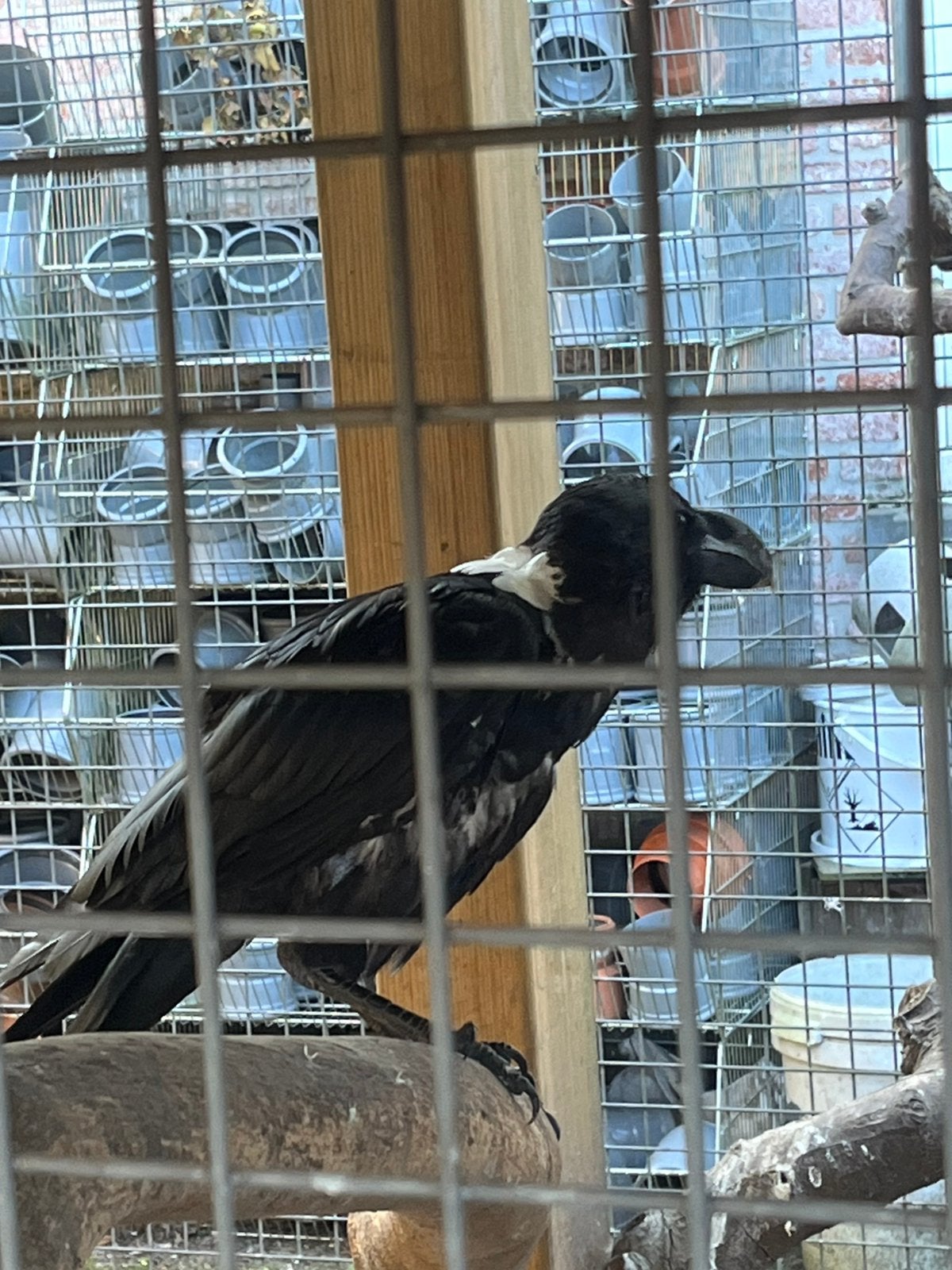 Witnekraaf, Dieren en Toebehoren, Mannelijk, Tropenvogel, Tam