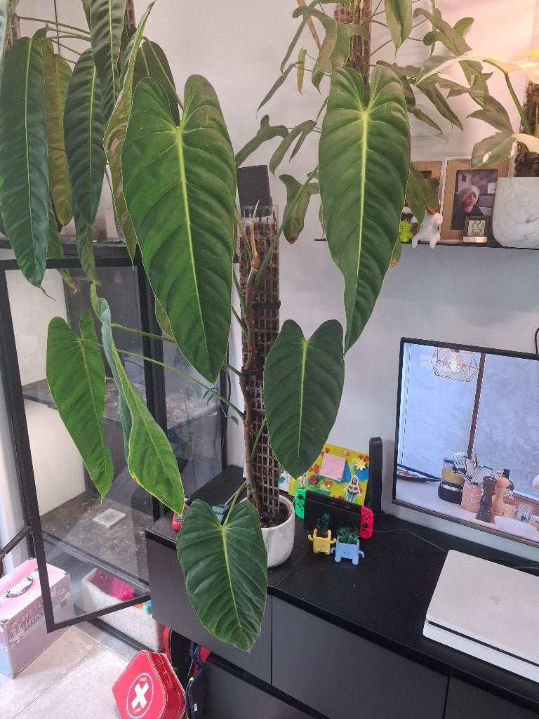Philodendron Esmeraldens narrow XXL, Enlèvement