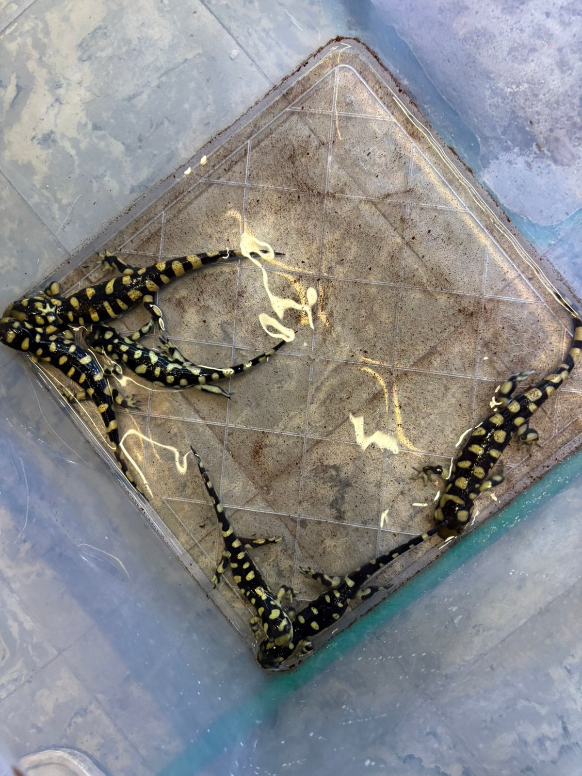 Tijgersalamanders, Animaux & Accessoires, Amphibien, 0 à 2 ans