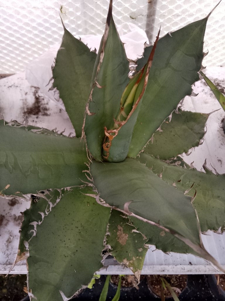 agave titanota, Ophalen
