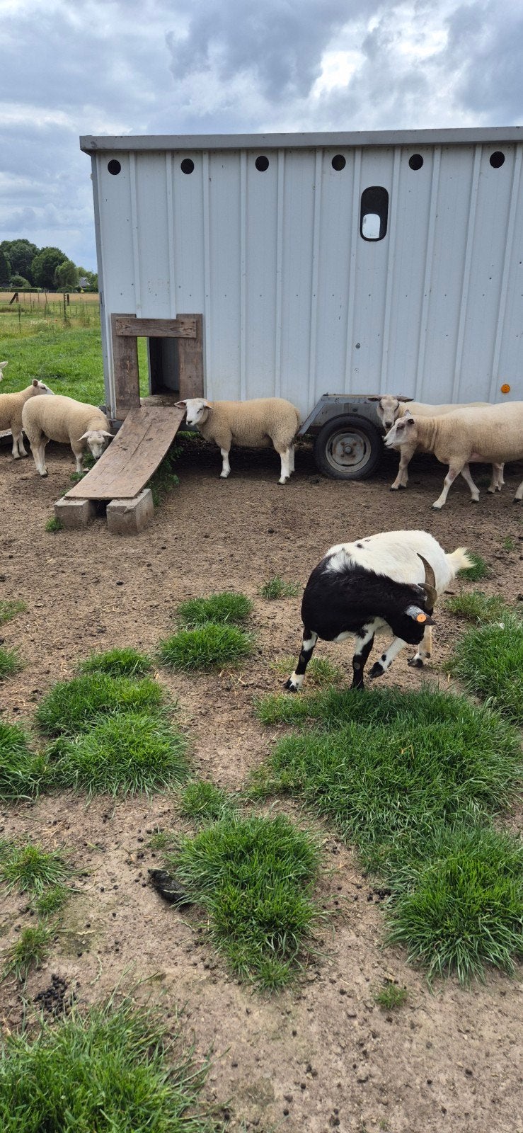 Dekram, Mâle, Mouton, 0 à 2 ans
