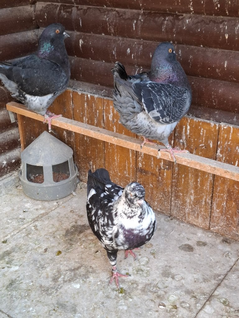 King duiven, Dieren en Toebehoren