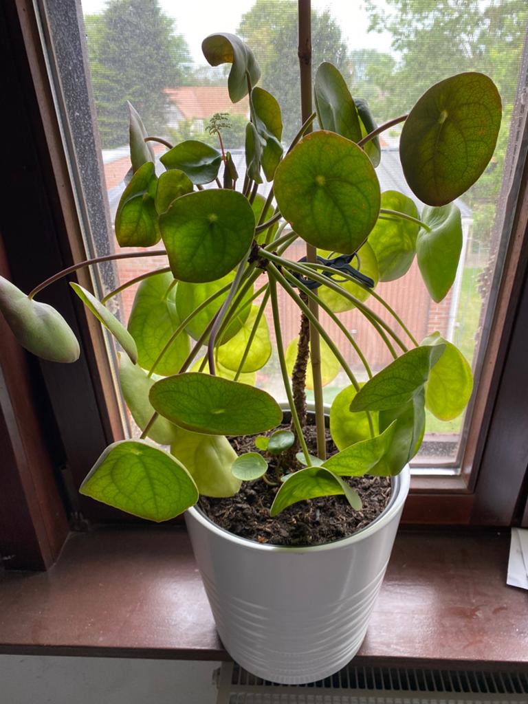 Pannenkoekenplant met pot, Huis en Inrichting, Kamerplanten, Ophalen