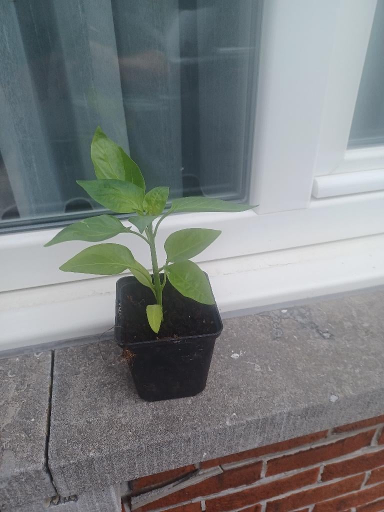Paprika plantjes, Jardin & Terrasse, Plantes | Jardin, Ne fleurit pas, Annuelle, Plein soleil, Enlèvement