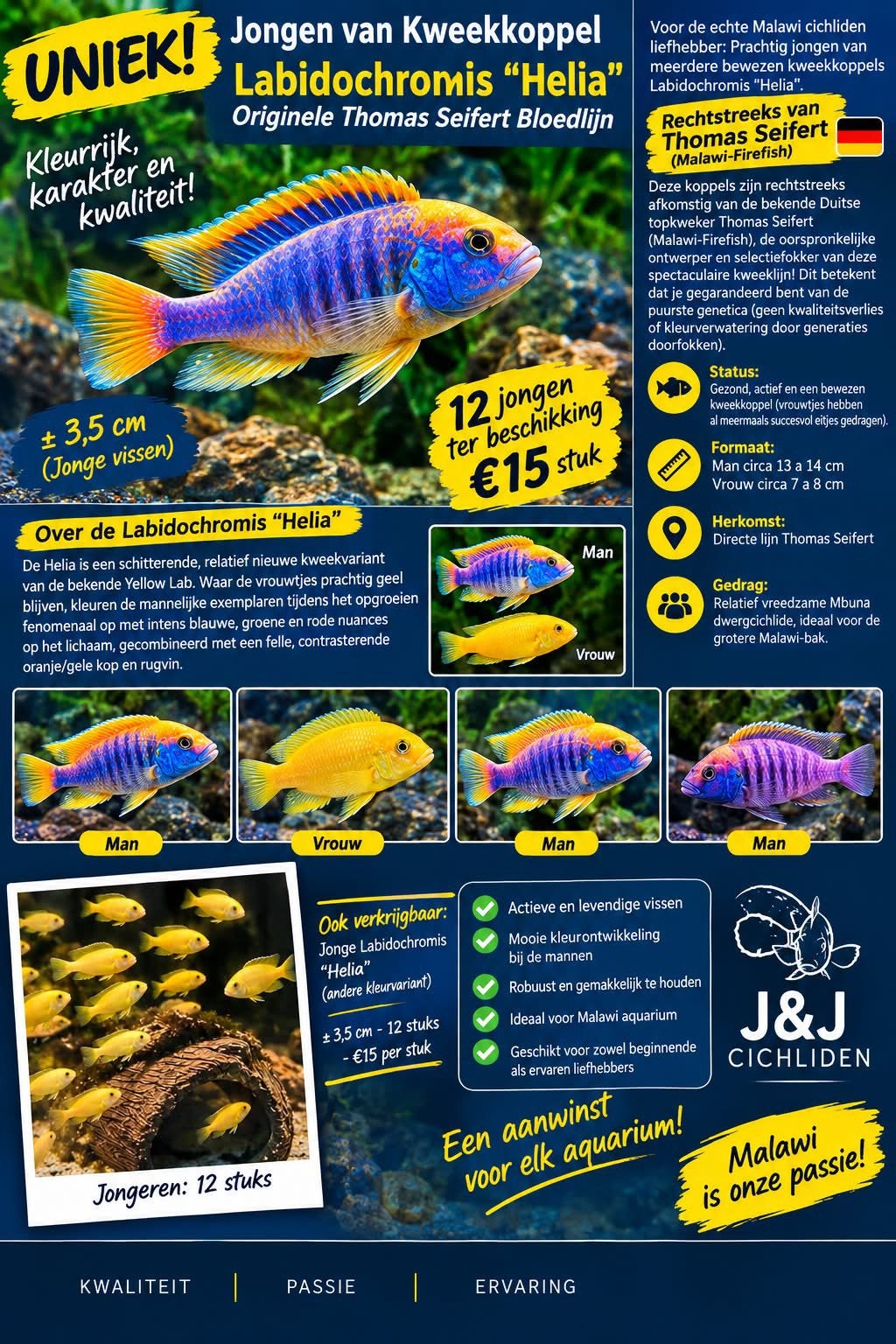 Jongen van Kweekkoppel Labidochromis Helia - Thomas Seifert, Poisson d'eau douce