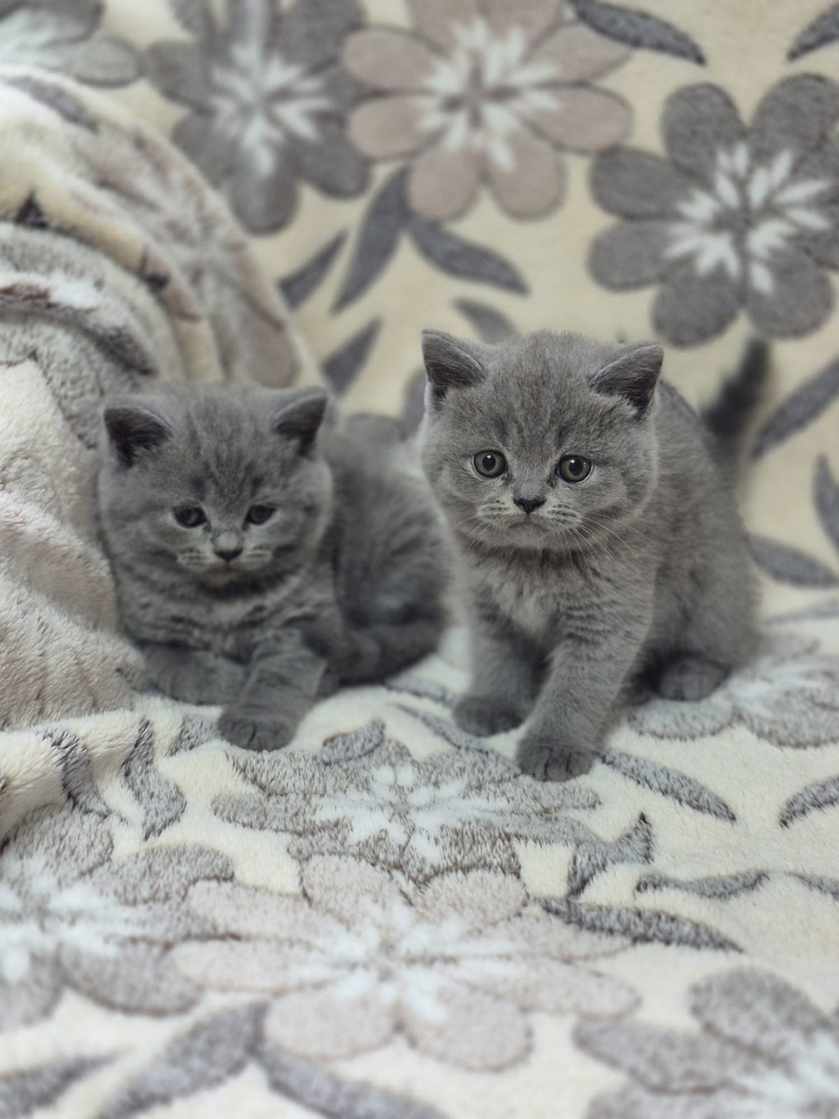 Britse korthaar kittens, Dieren en Toebehoren, Katten en Kittens | Raskatten | Korthaar, Meerdere dieren, 0 tot 2 jaar, Gechipt