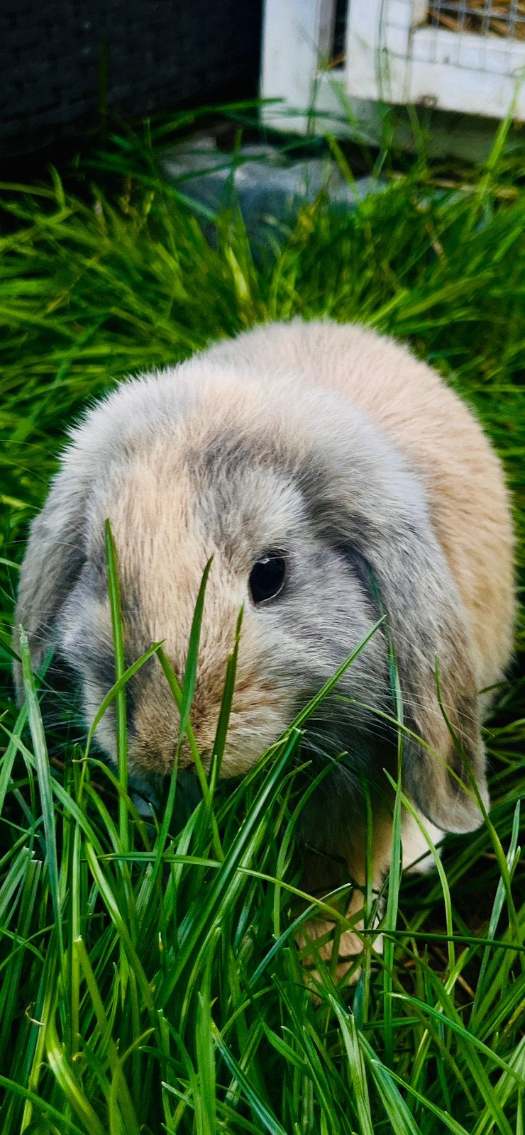 Minilop rammelaars en voedsters mogen het nest verlaten, Juin, Plusieurs animaux, Domestique
