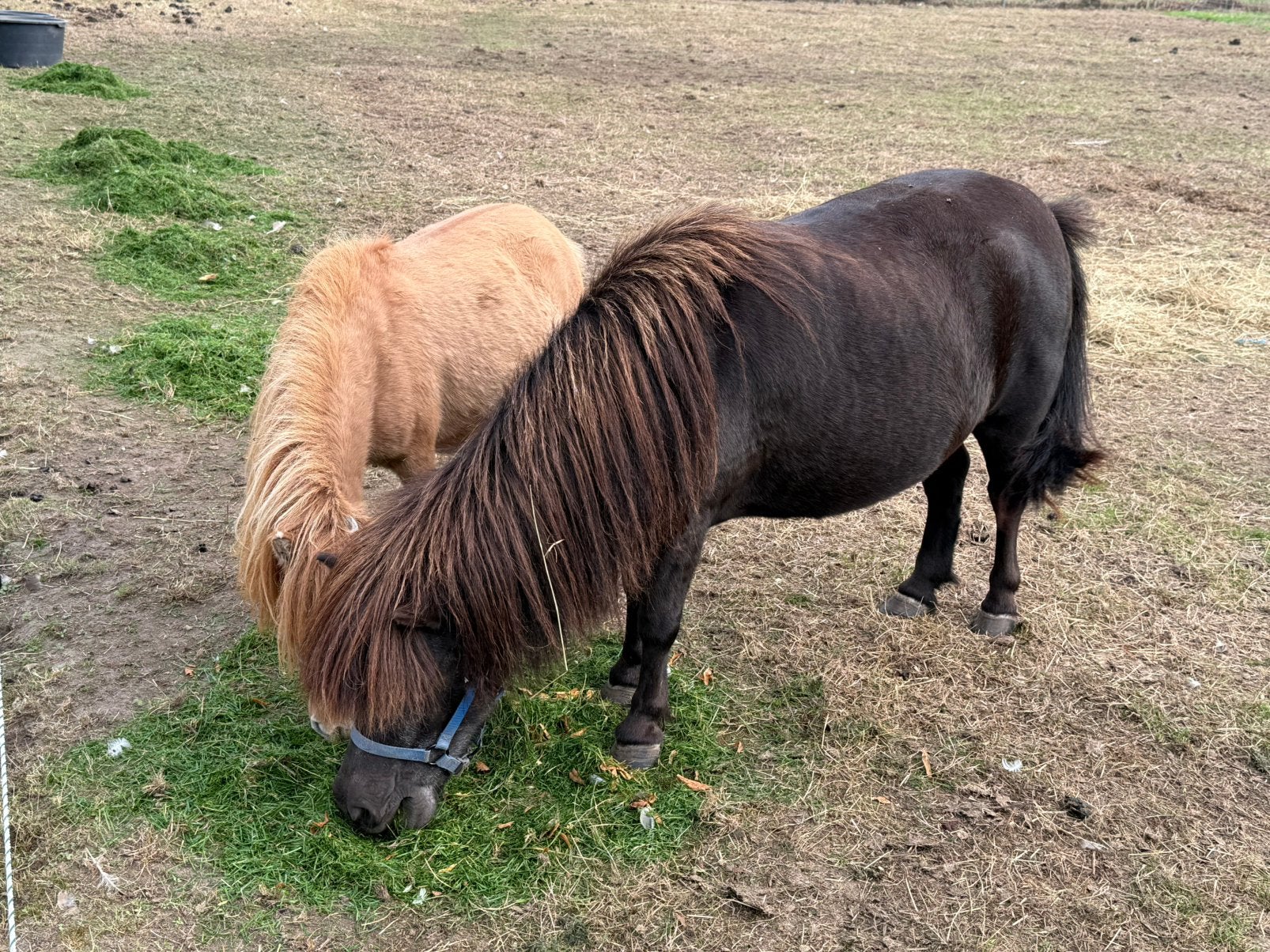 Shetlanders te koop, Dieren en Toebehoren, Merrie