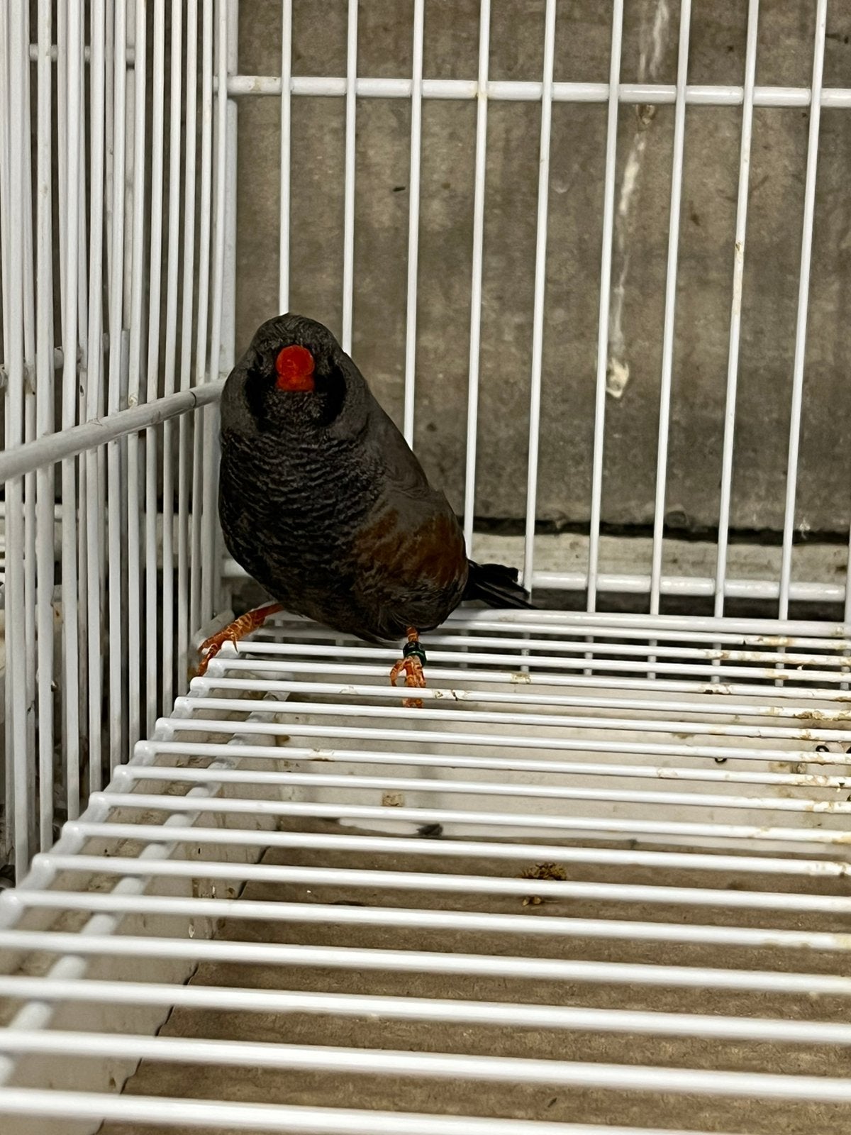 Charcoals zebravink, Dieren en Toebehoren