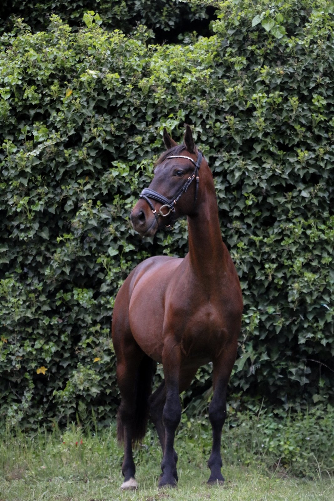 5 Jarige KGPS Ruin, Dieren en Toebehoren, Paarden, Hengst, Zadelmak