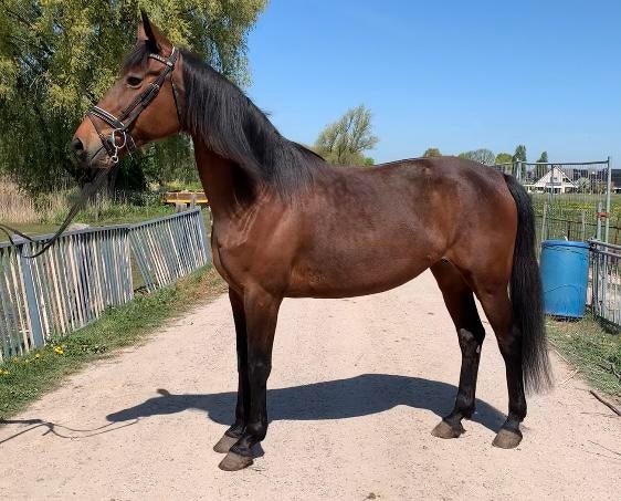 Super lieve en grote merrie 1.68m!, Dieren en Toebehoren, Paarden, Merrie, 165 tot 170 cm, 11 jaar of ouder, Recreatiepaard, Met stamboom
