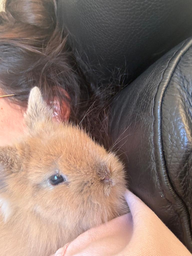Teddy konijntje te koop lijkt enorm op mama