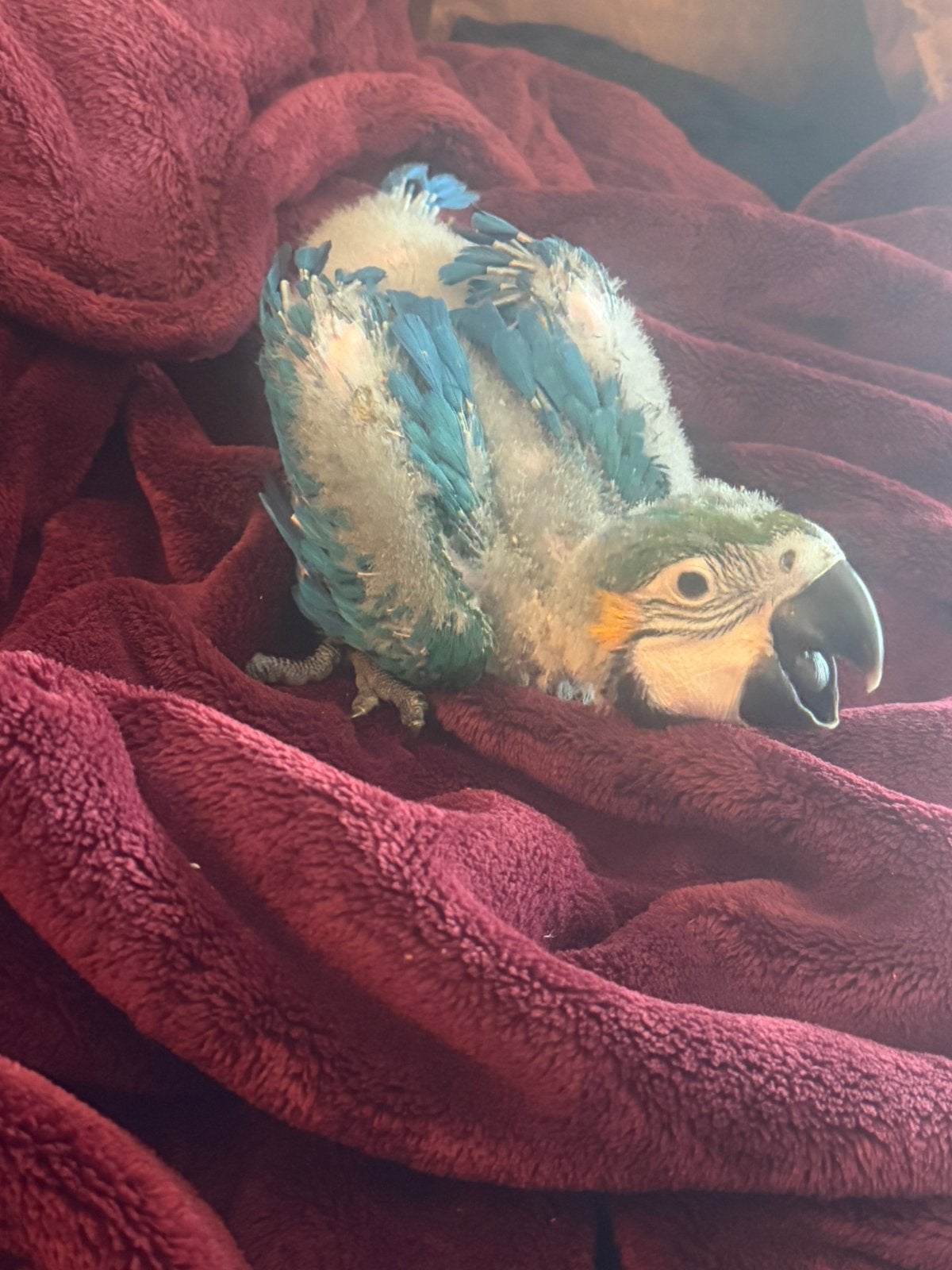 Handtamme blauwgele ara 6 weken oud, Dieren en Toebehoren, Vogels | Parkieten en Papegaaien, Geslacht onbekend, Papegaai, Tam