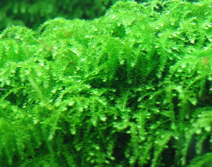 Creeping moss., Dieren en Toebehoren, Ophalen, Nieuw