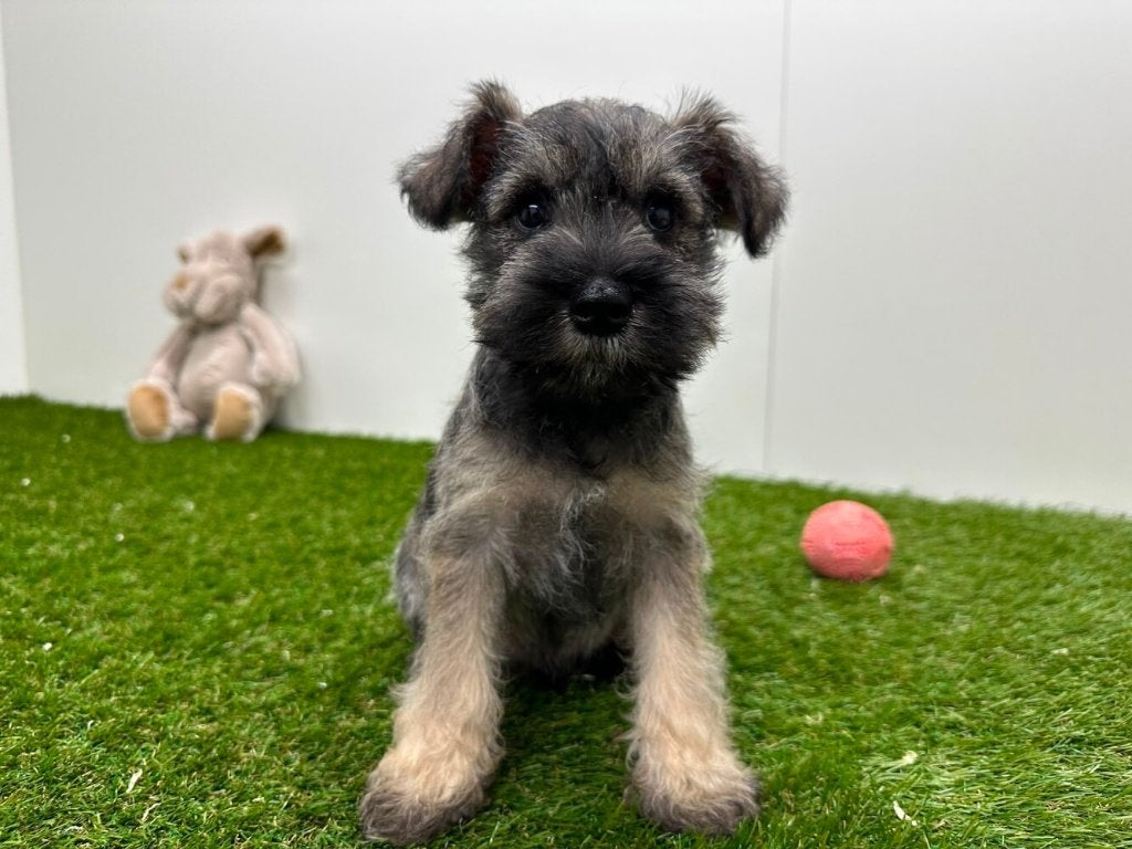Nestje Dwergschnauzer pups