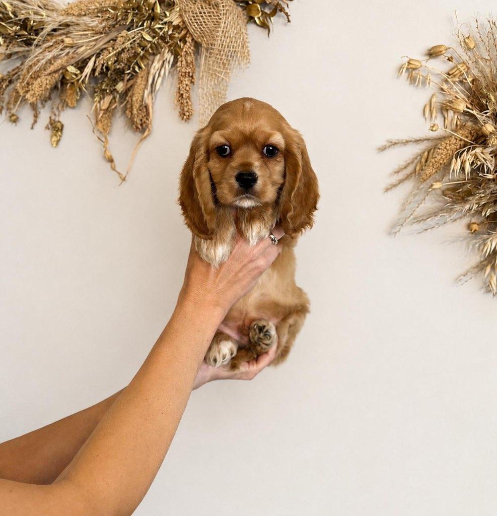 Magnifique chiot Cocker Spaniel américain, Animaux & Accessoires, Chiens | Retrievers, Épagneuls & Chiens d'eau, Plusieurs animaux