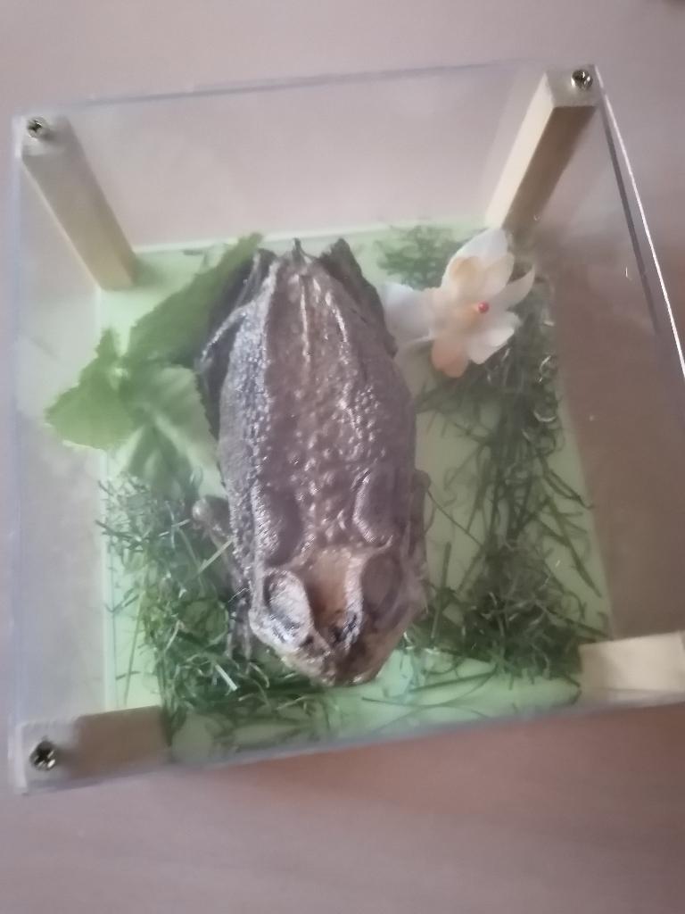 Taxidermy, Verzenden, Nieuw, Overige soorten, Opgezet dier