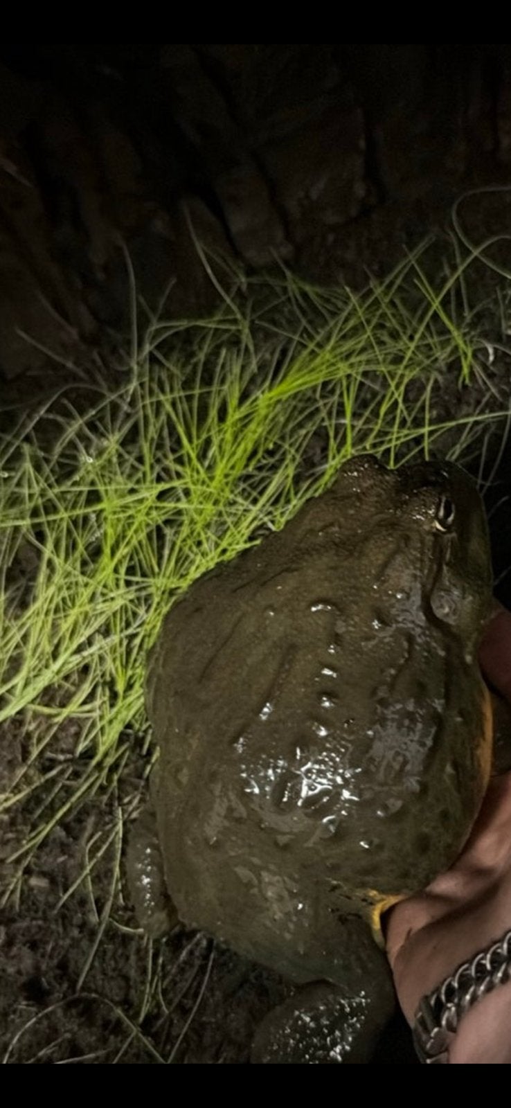 Afrikaanse stierkikker pixie frog, Dieren en Toebehoren