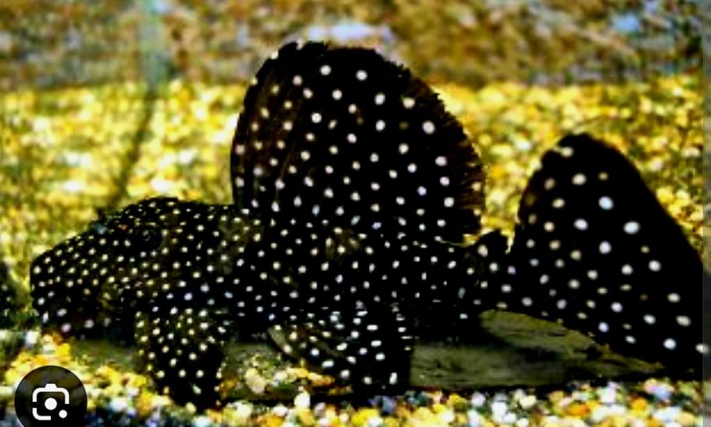 Schitterend trio L240, Dieren en Toebehoren, Vissen | Aquariumvissen, Vis, Zoetwatervis