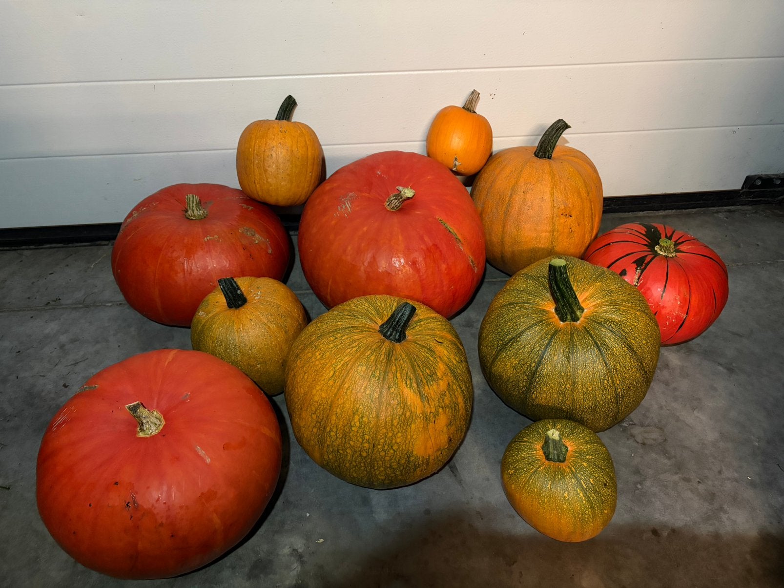 Pompoenen voor Halloween of op te eten, Articles professionnels, Enlèvement