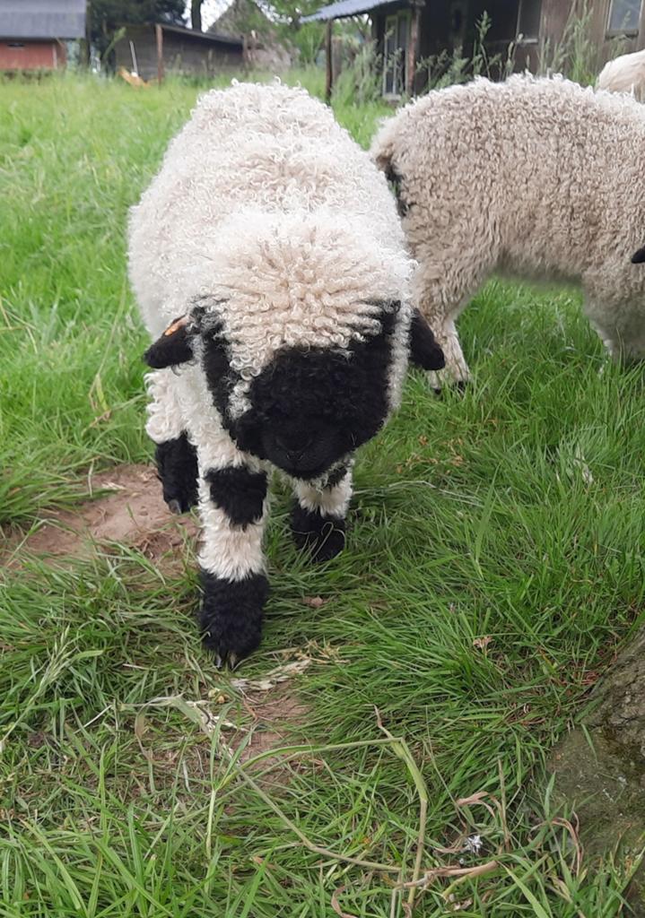 Walliser schwarznase ooi lammetjes, Dieren en Toebehoren, Vrouwelijk, Schaap, 0 tot 2 jaar
