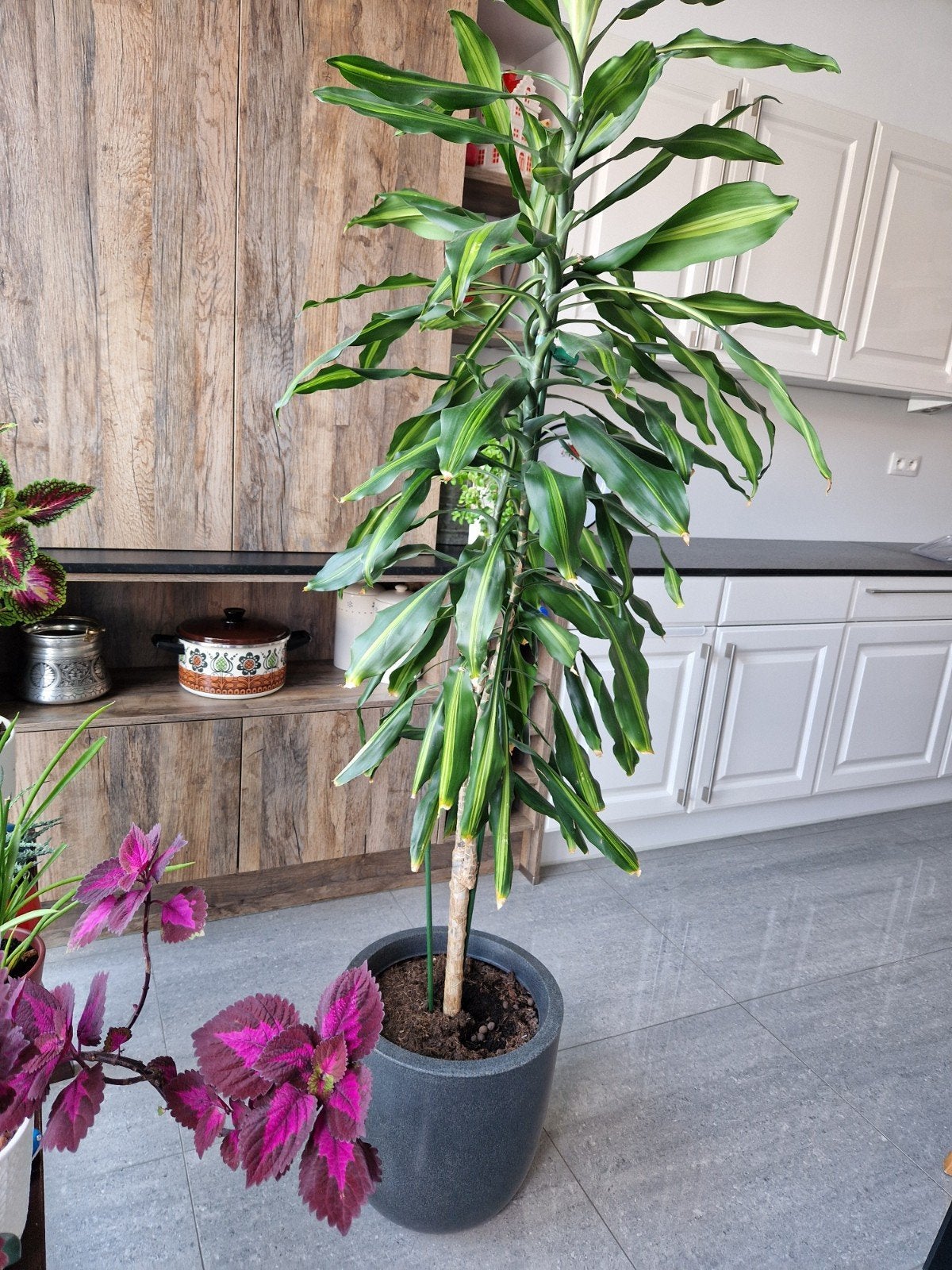 Drakenplant 1.70m hoog - 50€, Ophalen, Binnen