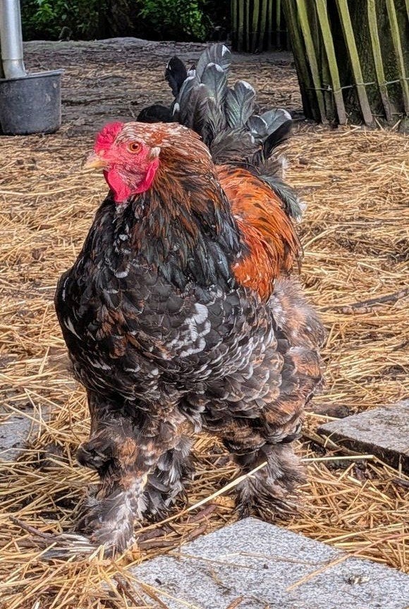 Prachtige en lieve brahma haan, Dieren en Toebehoren, Mannelijk, Kip