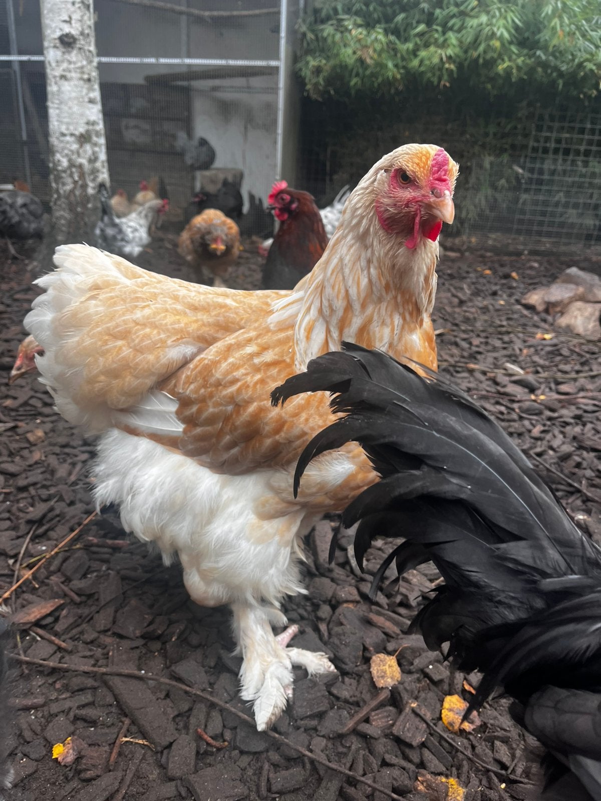 2 mooie stevige brahma hennen, Dieren en Toebehoren